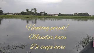 Download HUNTING BURUNG PERUK(MANDAR BATU)DI SENJA HARI MP3