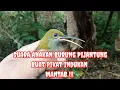 Download Lagu Anakan Burung Kholibri Pijantung Besar suaranya bisa buat pikat