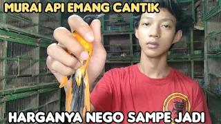 Download MURAI API EMANG CAKEP // HARGA NEGO SAMPE JADI MP3