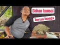 Download Lagu Turun harga ,!! Bahan bonsai calon kontes