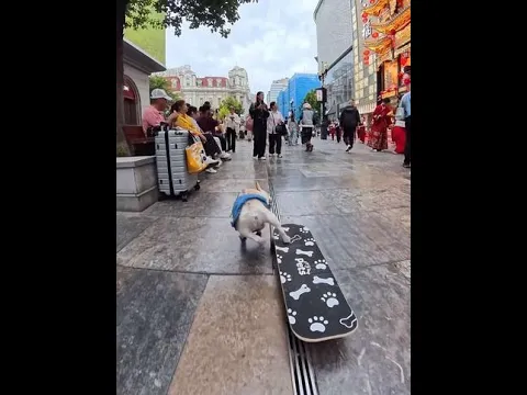 The dog on the skateboard gives way when many people are around! #Bulldog #CutePets