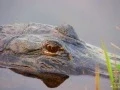 baby gator Please subscribe to my channel