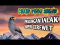 Cukup 3 Menit Jalak Lain Langsung Gacor Emosi ‼️ ocehan jalak  jantan gacor