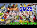 Download Lagu Pikat Terbaru 2025 Ampuh Auto Panen Burung Kecil ❗
