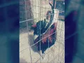 Maximo grado- Gallos y caballos