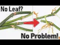 How To Propagate Leafless Pothos Vines DONT THROW THEM AWAY