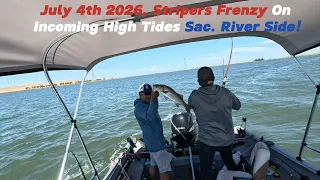 July 4th 2026 Stripers Frenzy on Incoming High Tides Sac River