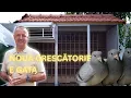 Download Lagu Noua crescătorie de pui e 100% gata! 🕊️