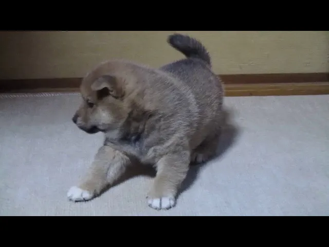 動画