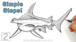 Easy Way to Draw a Hammerhead Shark in Pencil Step-by-Step