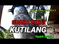 Download Lagu Suara pikat kutilang terbaru 2025, Pycnonotus aurigaster buktikan sendiri @nangkringangin 
