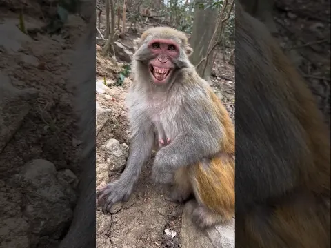 #funny #shorts #monkey #youtubefunny