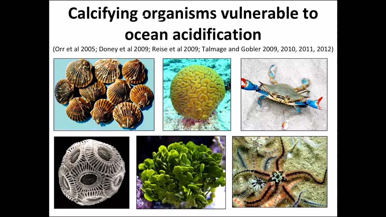 SoMAS - Coastal ocean acidification: Dynamics and implications for marine life.