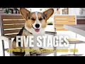 From Puppy to Senior The 5 Stages of a Corgi s Life