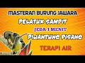 Download Lagu PELATUK SAMPIT ➡️ PIJANTUNG PISANG + SUARA AIR MENGALIR || JEDA 1 MENIT || MASTERAN BURUNG JAWARA