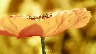 نجاة الصغيرة إلهي ما أعظمك دندنها
