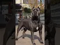 Download Lagu Magnificent #canecorso #trending #recommended #viralvideo #popular