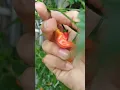 Download Lagu #garden #gardening #chili #caberawit #harvesting