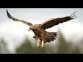 Download Lagu Suara Elang ketika mengintai mangsanya cocok untuk mengusir burung2 perusak padi atau kebun