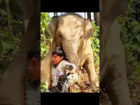 This Baby Elephant Forgot His Own Fear to Save His Keeper ❤️🐘
