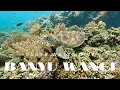 Download Lagu Banyuwangi Diving Trip/(Bansaring-Tabuhan island-Menjangan island-Bali)