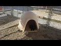 Dutch Shepherd Runt Of The Litter