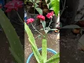 Download Lagu Try planting roses in aloe vera | Small experiment when growing roses in aloevera #shorts #growrose
