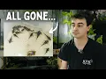 Download Lagu This Mistake Killed Every Single Zebra Pleco Fry