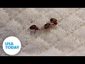 How to spot bed bugs at hotels and avoid bringing them home USA TODAY