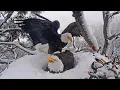 Download Lagu FOBBV CAM🦅Switcheroos In Winter Wonderland❄️Jackie Gets Some Me-Time🥚🥚🥚2024-02-02