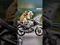 Download Lagu Monyet lucu \u0026 kambing 😅 #monkey #monyet #monyetlucu #cutemonkey #lucu #kocak #ngakak #funny #kambing