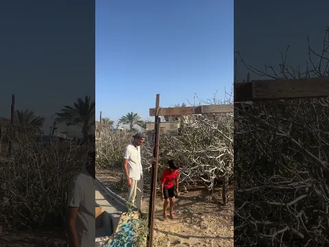 ثمن السلام