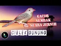 Download Lagu Masteran Ciblek Gunung Gacor Nembak Suara Jernih