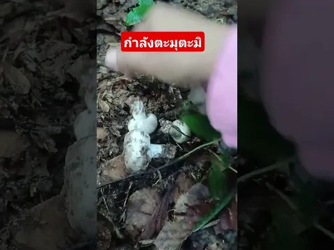 เห็ดถ่าน กำลังตะมุตะมิ มาช่วยกันเก็บไปแกงจ้า #mushroom #เก็บเห็ด #เห็ดถ่าน #เห็ดป่ากินได้