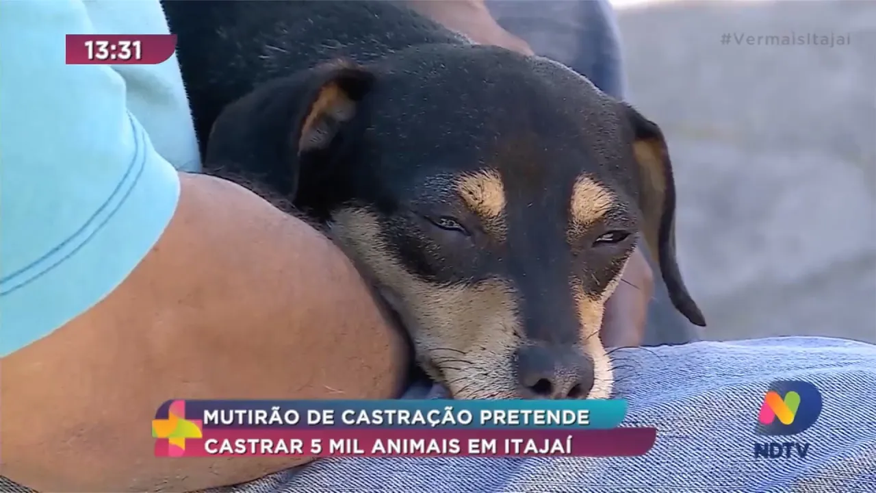 Mutirão de castração pretende castrar 5 mil animais em Itajaí