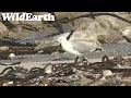 Download Lagu WildEarth - Penguin Beach - 28 June 2022