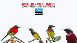 MASTERAN PIKAT AMPUH : Suara Pikat Semua Jenis Burung Kolibri (100% AMPUH)