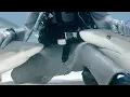 Petting Sharks like Dogs Blue Planet Live BBC Earth