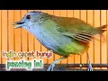 Download Lagu Ingin cepat bunyi pancing ini jadikan burung bahan lekas gacor #birds