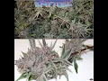 Purple Zkittlez Strain Review Feat Rosebud Growers