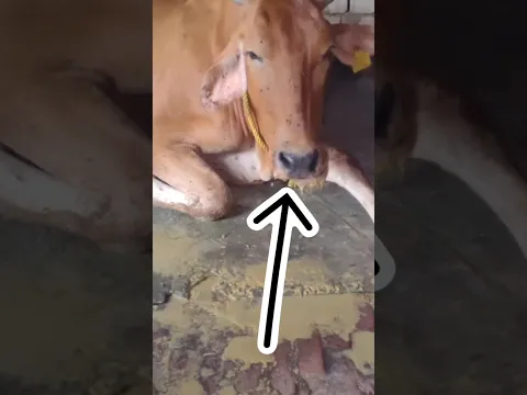 गाय के मुंह से लार गिरना