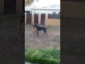 Is my dog gay Dog fight Subscribe