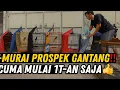 Download Lagu EDAN EDANAN ‼️ MURAI BATU PROSPEK MATERI GANTANG CUMA DI HARGAI MULAI 1JT AN LEBIH DI JAKARTA