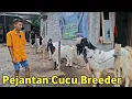 Download Lagu MURAH SAJA‼️PEJANTAN CUCU BREEDER POEL HAMPIR DUA PASANG 