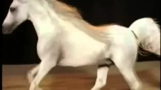 لب يه يا ص وتن حسين الجسمي من أشعار غياهيب 