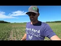 Poor canola up north