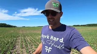 Poor canola up north