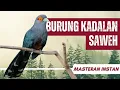 Download Lagu Masteran Kadalan Saweh 10 Menit Gacor