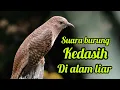 Download Lagu SUARA BURUNG KEDASIH GACOR DI ALAM LIAR