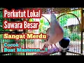 Download Lagu Burung Perkutut Lokal Gacor Bersuwara Besar@MangoenDjoyoChannel